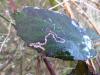 Stigmella sp.